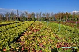 Büyük Çamlıca Fidanlığı