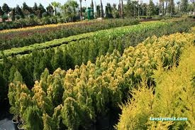 Büyük Çamlıca Fidanlığı