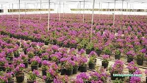 Büyük Çamlıca Fidanlığı