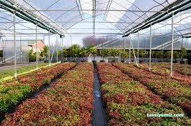 Büyük Çamlıca Fidanlığı