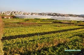 Büyük Çamlıca Fidanlığı