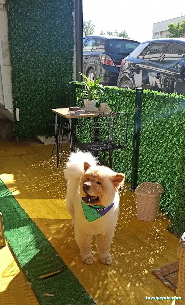 Şanslı Patiler Pet Salon