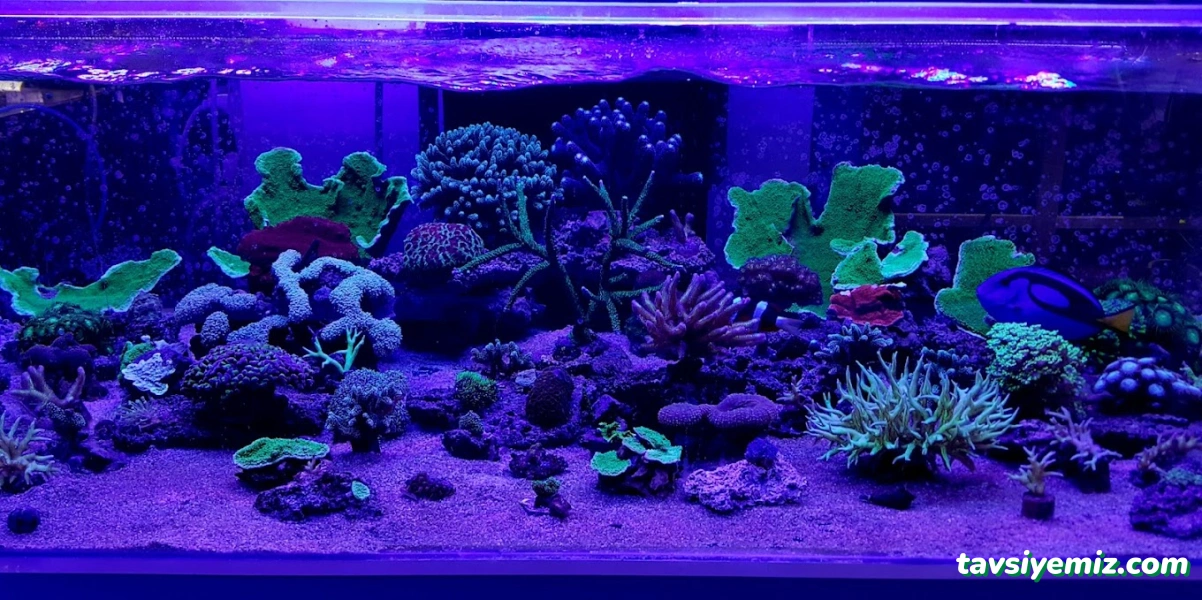 Can Akvaryum Pet Store Pet Kuaför Alo Mama Hattı