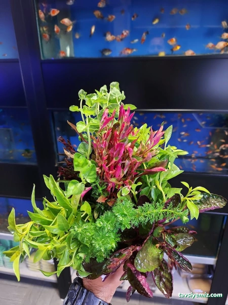 Can Akvaryum Pet Store Pet Kuaför Alo Mama Hattı