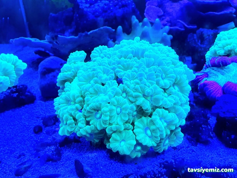 Can Akvaryum Pet Store Pet Kuaför Alo Mama Hattı