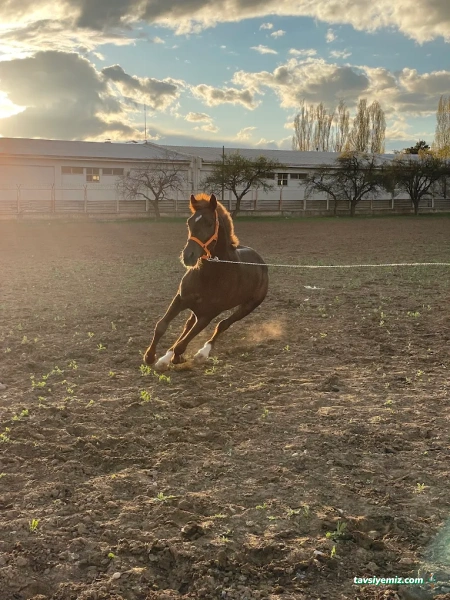 Can Erzincan Atlı Spor Kulübü