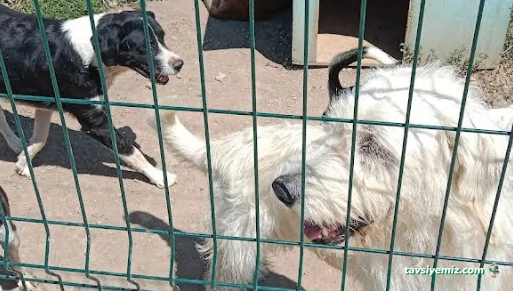 Çanakkale Belediyesi Sokak Hayvanları Geçici Tedav