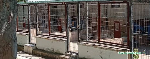 Çanakkale Belediyesi Sokak Hayvanları Geçici Tedav