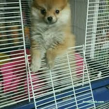 Çanakkale Halıkarnas Petshop