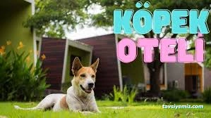 Çanakkale Köpek Oteli Pansiyonu / Tayfun Pet Hotel