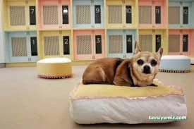 Çanakkale Köpek Oteli Pansiyonu / Tayfun Pet Hotel