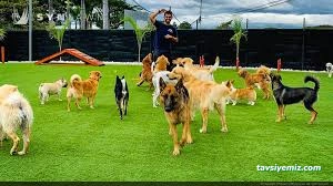 Çanakkale Köpek Oteli Pansiyonu / Tayfun Pet Hotel