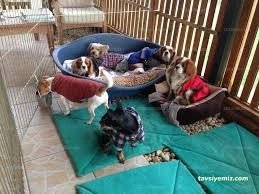 Çanakkale Köpek Oteli Pansiyonu / Tayfun Pet Hotel