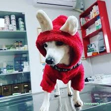 Çanakkale Veteriner Kliniği