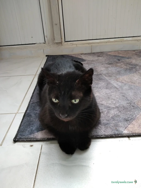 Canbalcı Veteriner Muayenehanesi