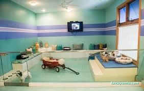 Canıfornıa Spa Center - Academy - Dog Hotel