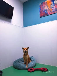 Canıfornıa Spa Center - Academy - Dog Hotel