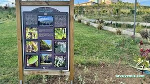 Çankırı Botanik Çiçek