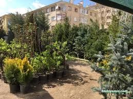 Çankırı Botanik Çiçek