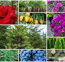 Çankırı Botanik Çiçek