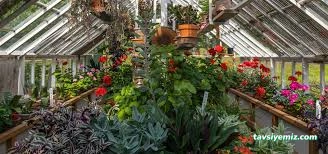 Çankırı Botanik Çiçek