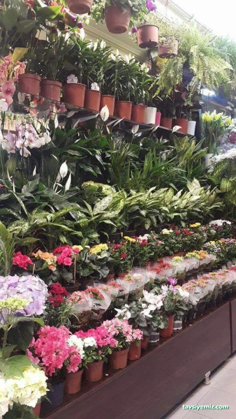 Çankırı Kardelen Çiçekçilik