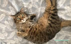 Çankırı Vet18 Veteriner Kliniği