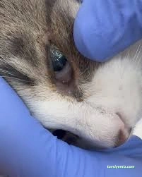 Çankırı Vet18 Veteriner Kliniği