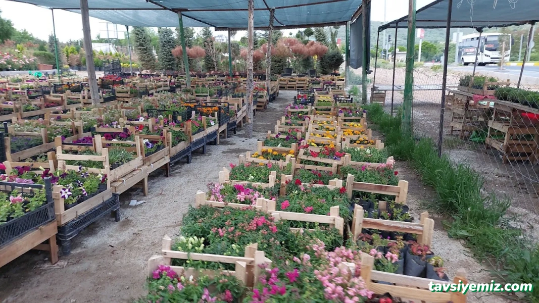 Çelik Botanik Peyzaj & Fidancılık