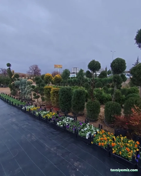 Çelik Botanik Peyzaj & Fidancılık