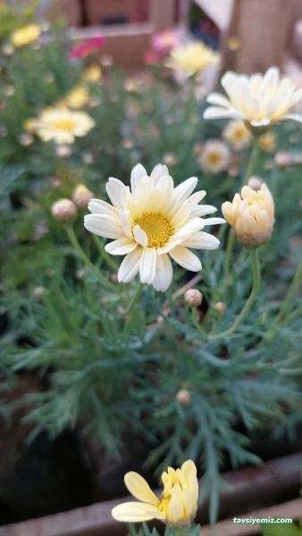 Çelik Botanik Peyzaj & Fidancılık