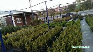 Cemre Çiçekçilik Ve Fidancılık