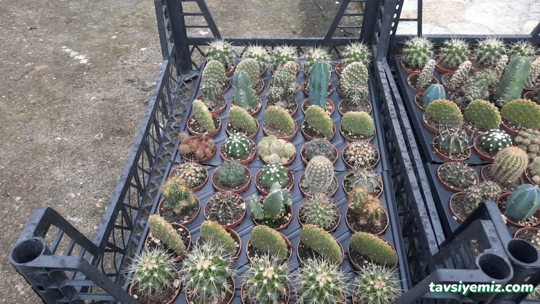 Ceren Peyzaj Ve Çiçekçilik