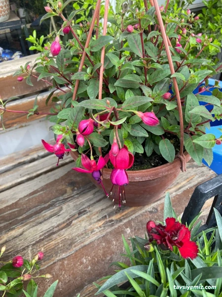 Ceren Peyzaj Ve Çiçekçilik