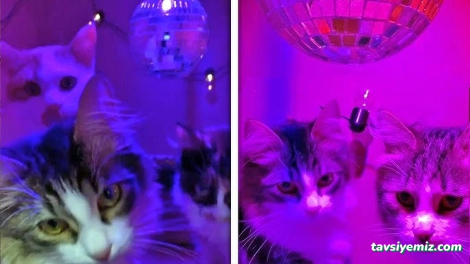 Chek-Me Cat Nightclub