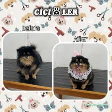 Cici Patiler Edirne Petshop & Pet Kuaför