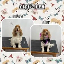 Cici Patiler Edirne Petshop & Pet Kuaför