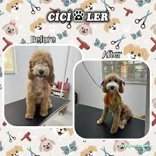 Cici Patiler Edirne Petshop & Pet Kuaför