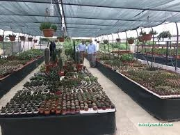 Çiftekavak Seraları