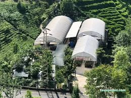 Çiftekavak Seraları