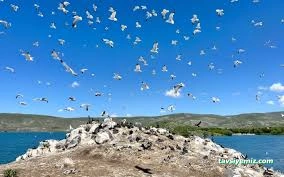 Çıldır Gölü Konağı