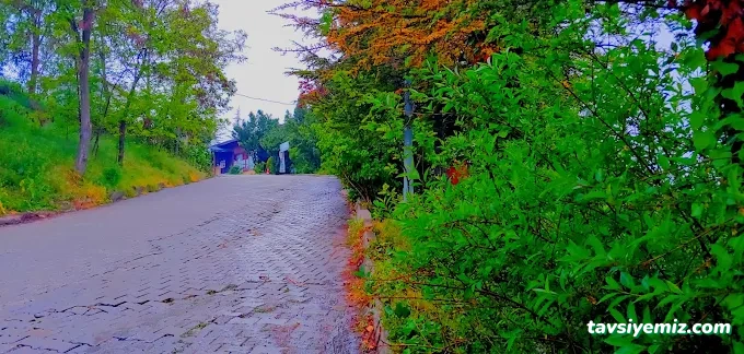 Çınar Hurdacılık