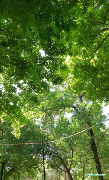 Çınaraltı Aile Çay Bahçesi