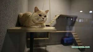 Çizmeli Kedi Petshop & Kedi Oteli - Kedi Pansiyonu