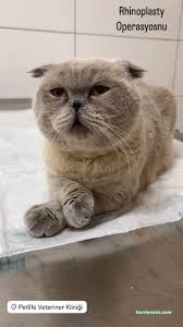 Çorum Petlife Veteriner Kliniği