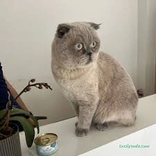 Çorum Petlife Veteriner Kliniği