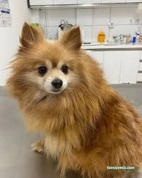 Çorum Petlife Veteriner Kliniği