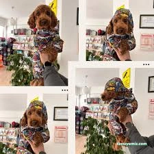 Çorum Petlife Veteriner Kliniği