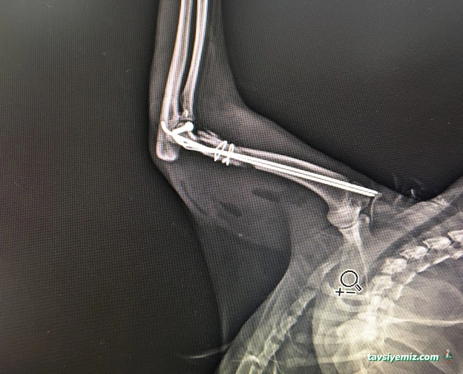 Daisy Veteriner Kliniği