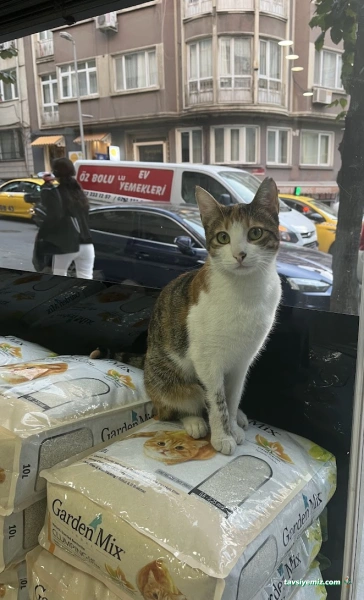 Daisy Veteriner Kliniği